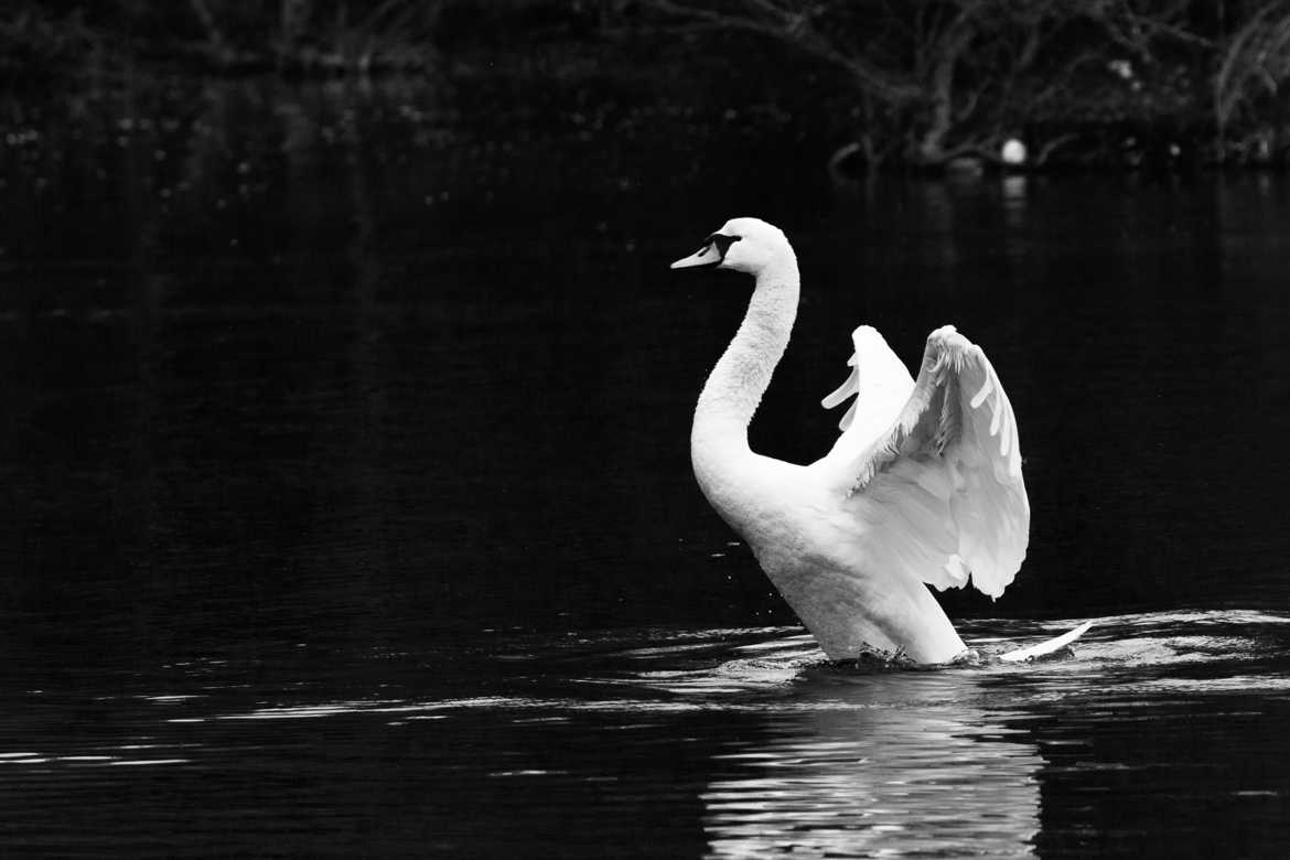 Le lac du cygne