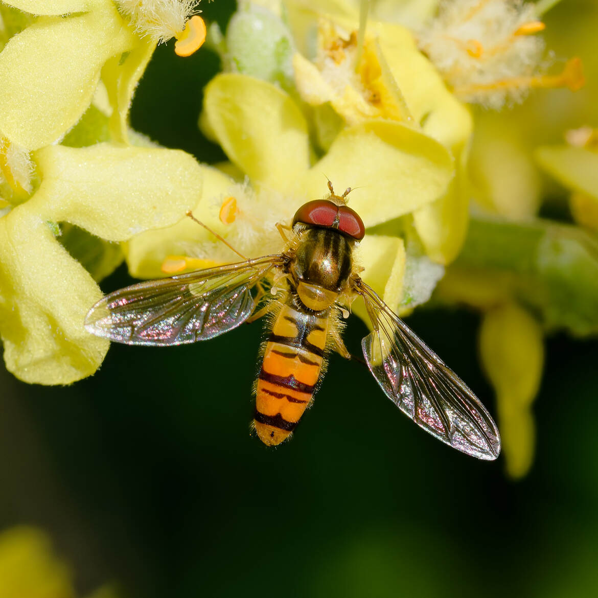 Syrphe annelé