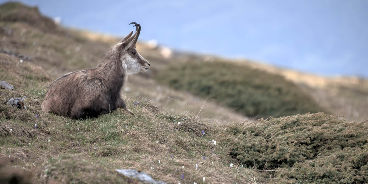 En attendant l'estive II