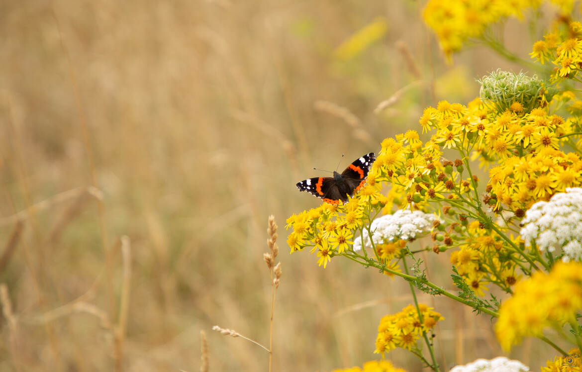 Papillon Breton