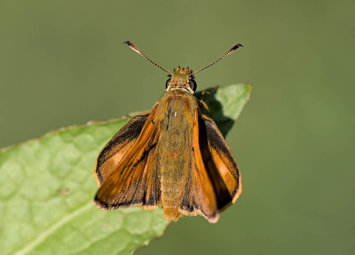 Sylvaine - Petite hespérie orange