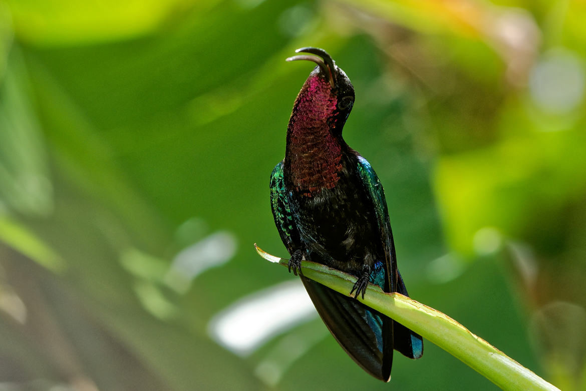 colibris madere