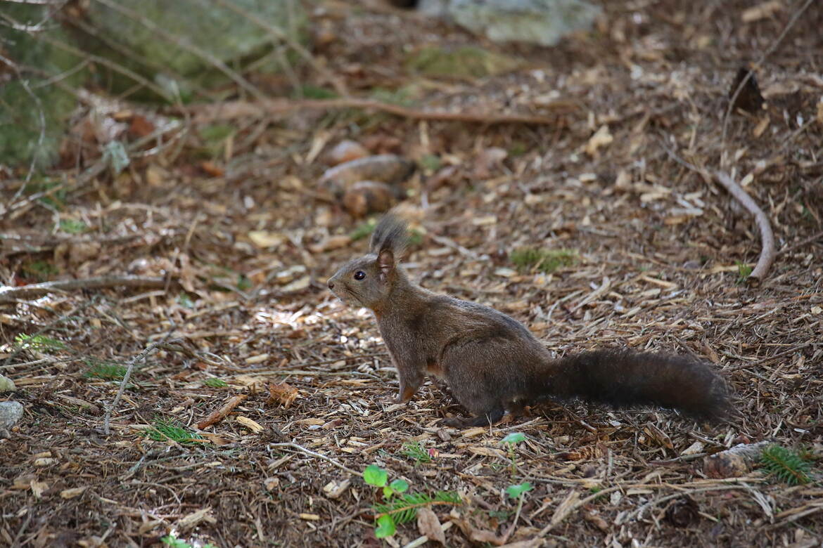 Sautillant avec grâce sur le tapis d'automne.