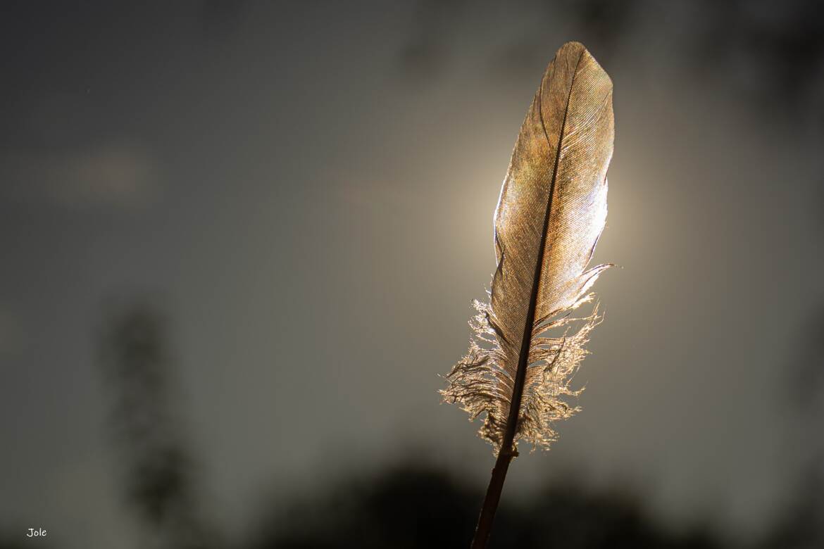 Contre jour