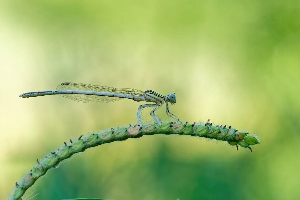 Les couleurs de l'agrion.
