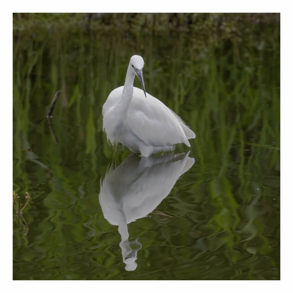 Une aigrette garzette créant un reflet miroir.