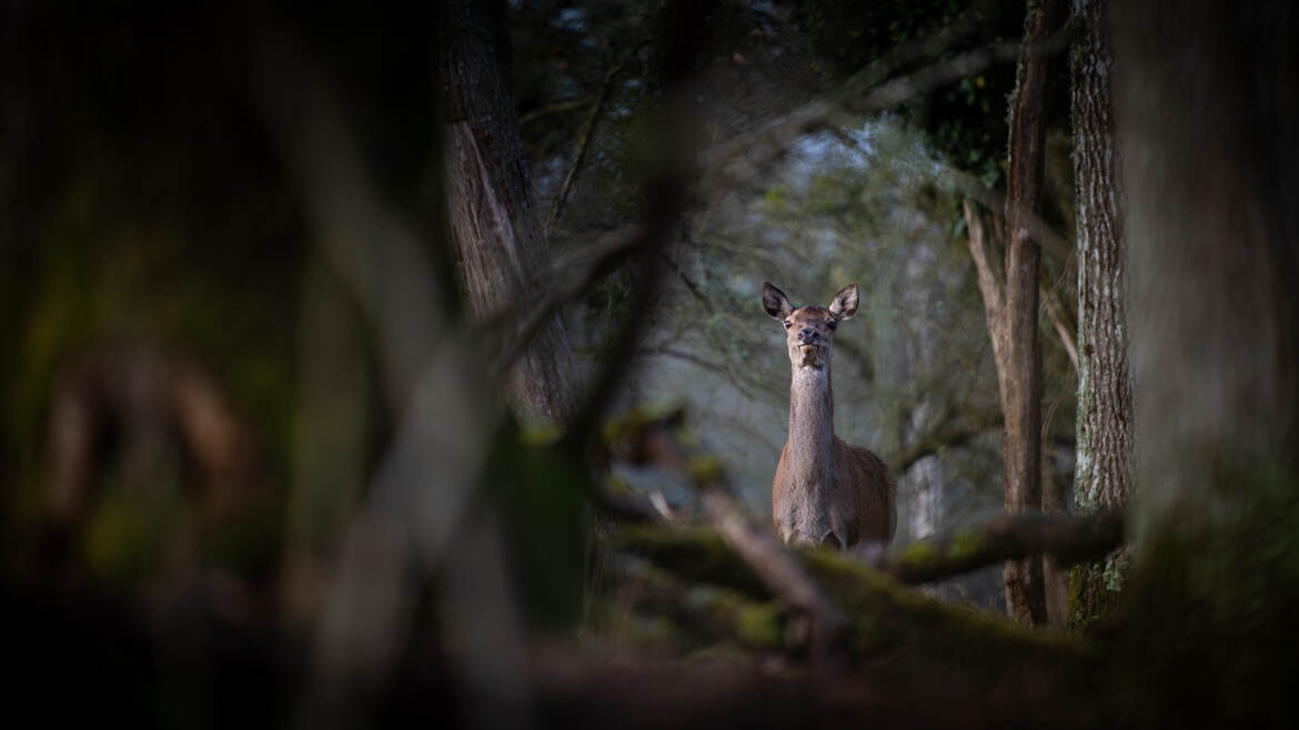 Observé dans une trouée forestière