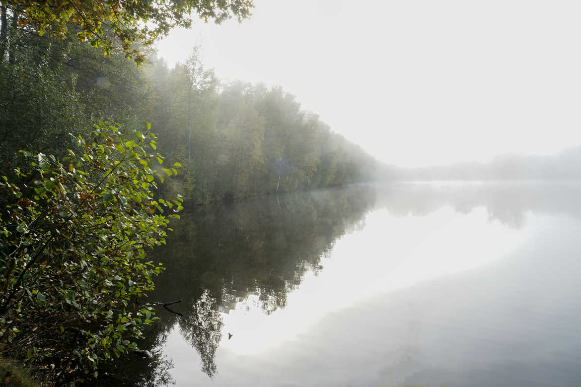 brume sur l'étang