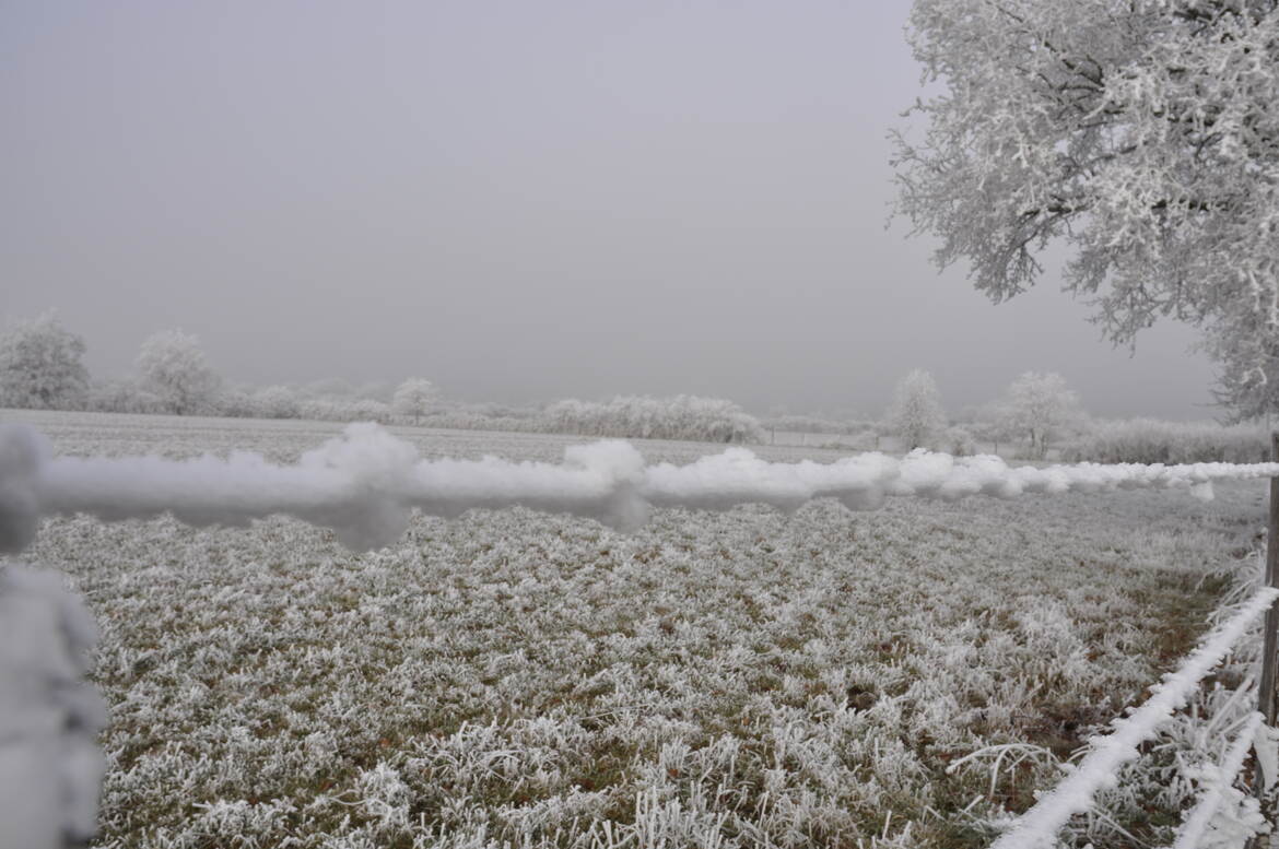 tout doux les barbelés
