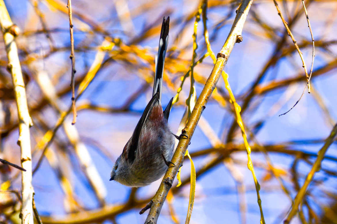 mésange à longue queue