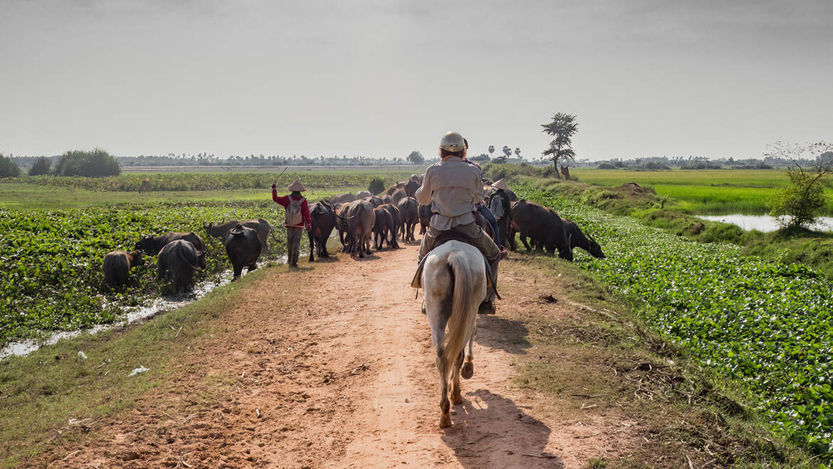 Campagne cambodgienne