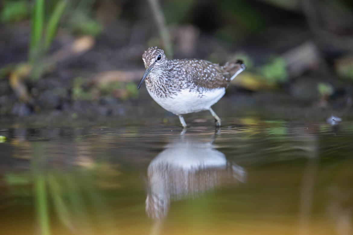 Chevalier culblanc face à mon objectif