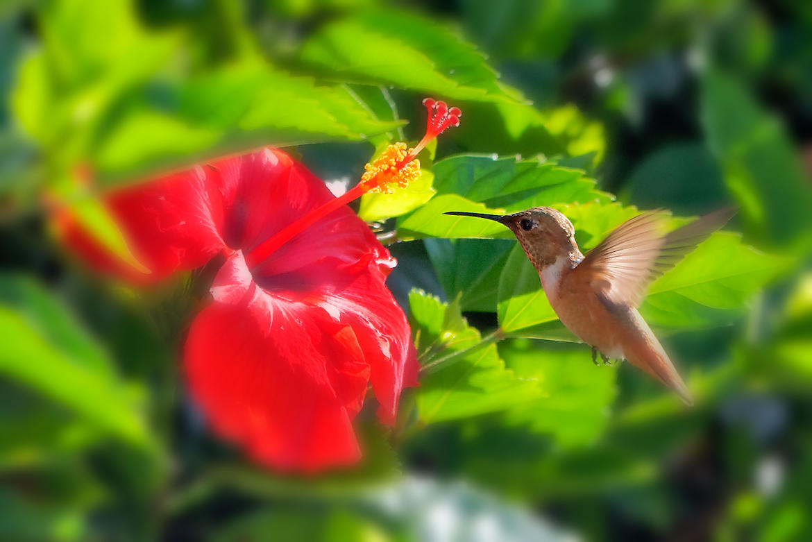 colibris