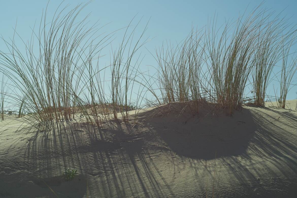 Quelques touffes.....