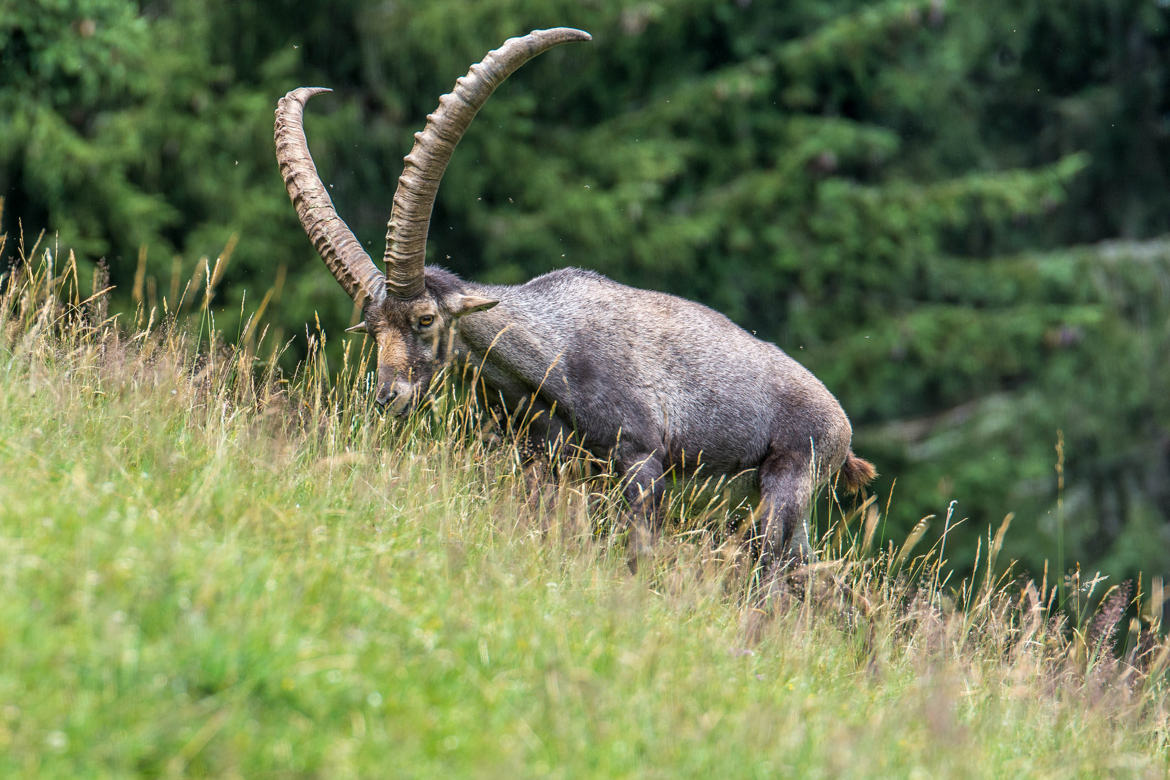 Mouflon