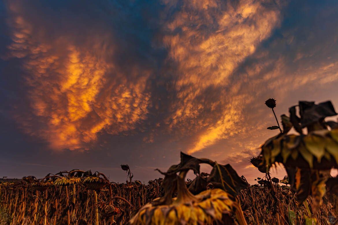 Mammatus et tournesol