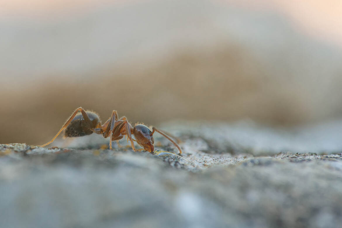 La fourmi rouge.