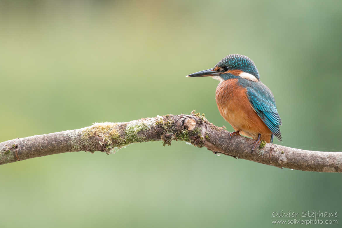 Martin pêcheur - Kingfisher (Alcedo athis)