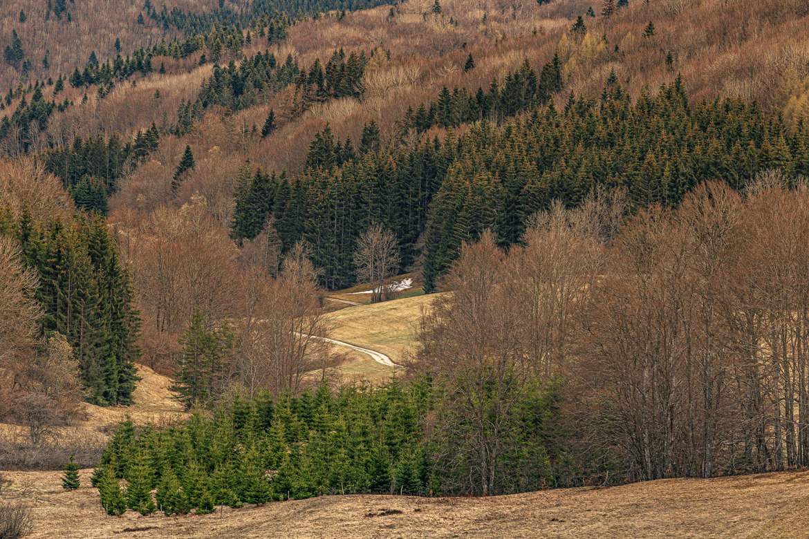 Au milieu des arbres ....