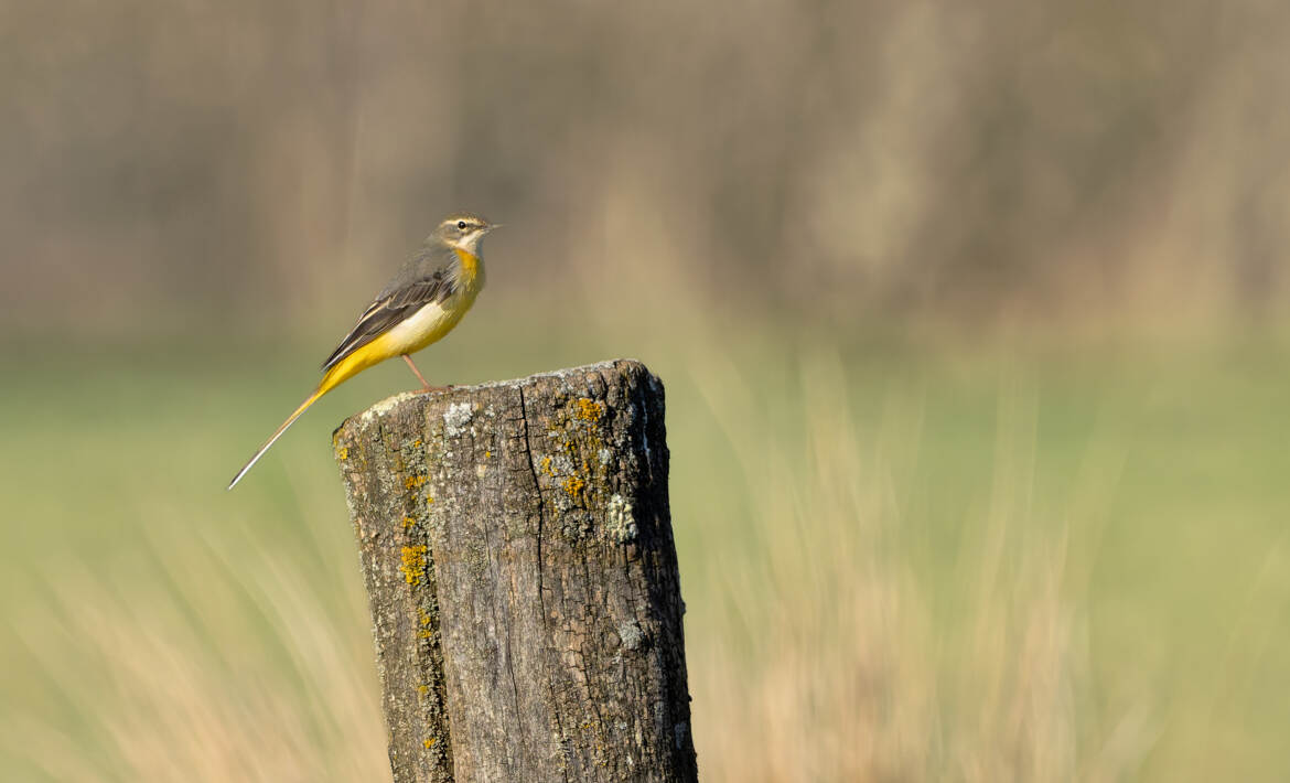 Bergeronnette des ruisseaux