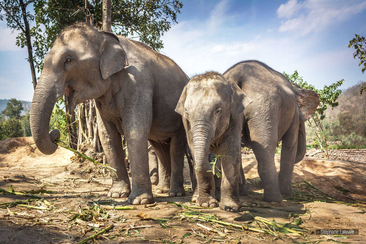 Une famille elephant