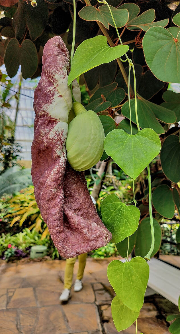 Aristoloche géante (2)