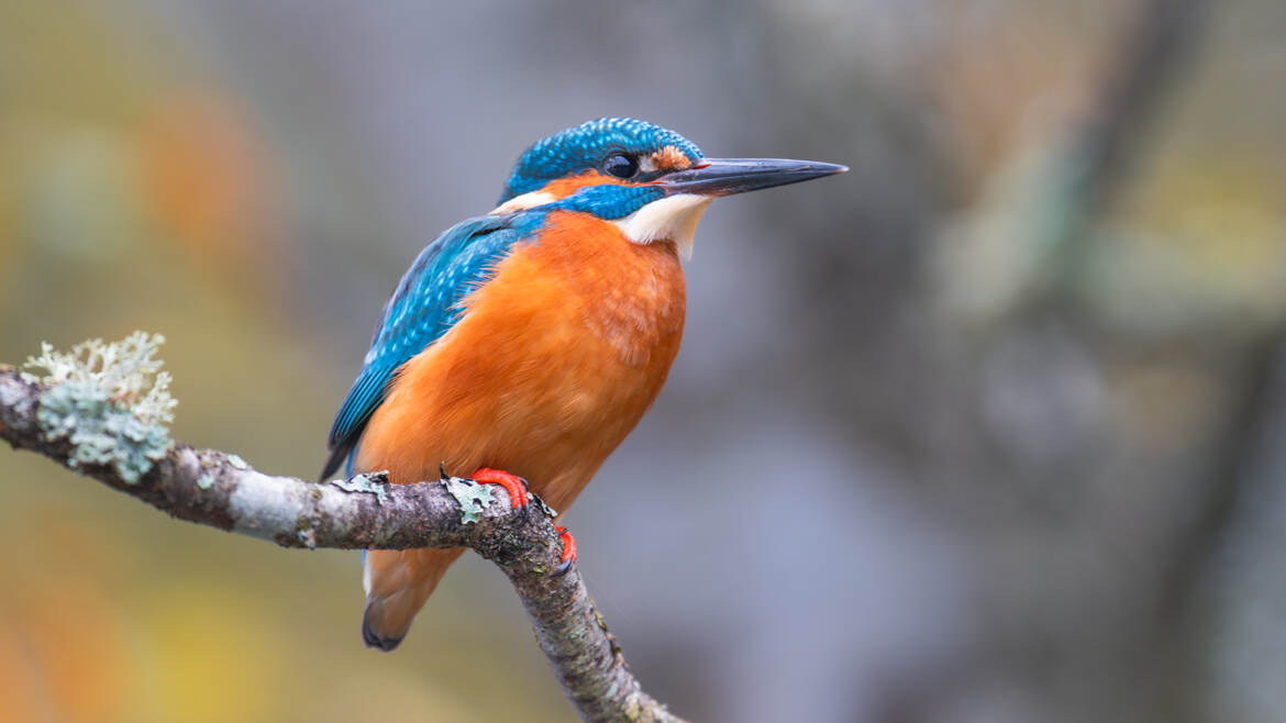 En harmonie dans son milieu