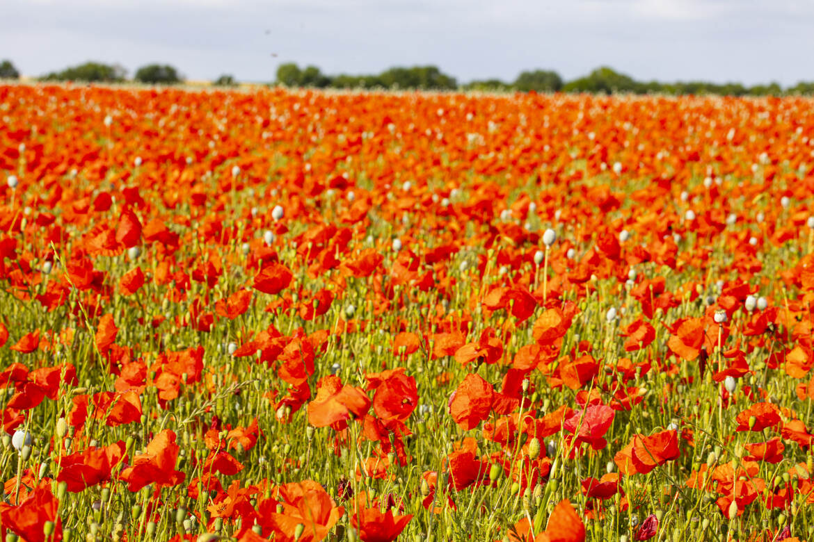 Champ de coquelicots