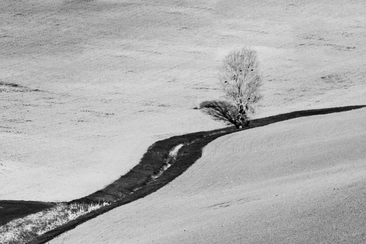 L'arbre et son ombre (version N&B)