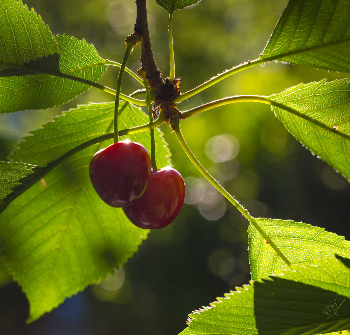 le temps des cerises