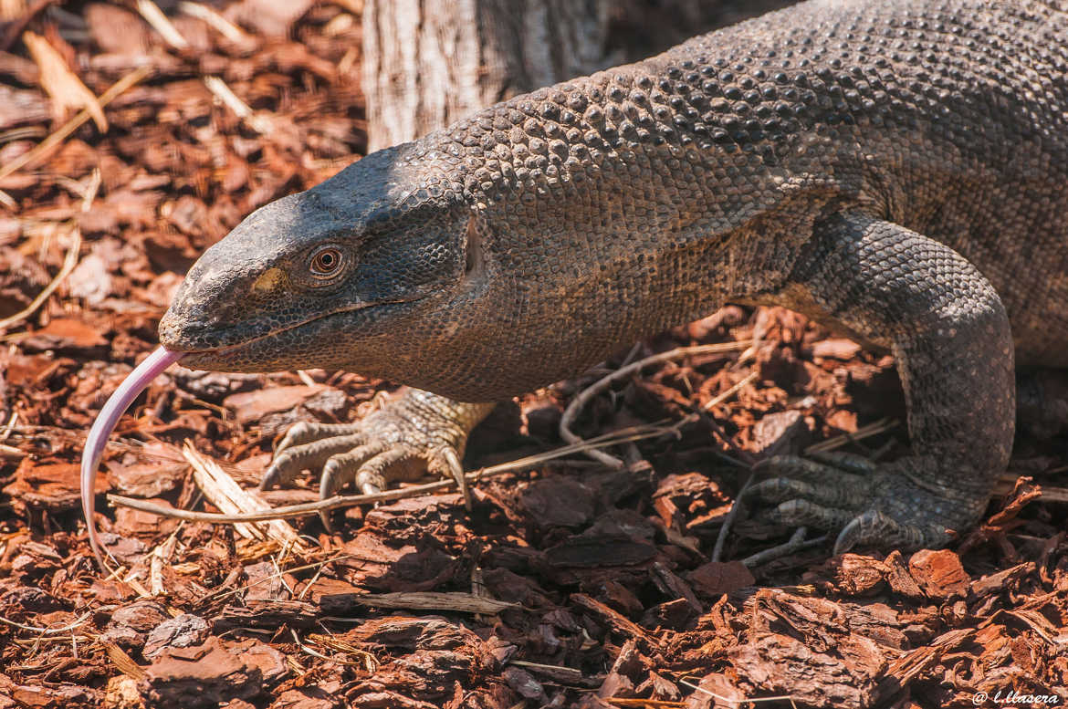 lezard komodo