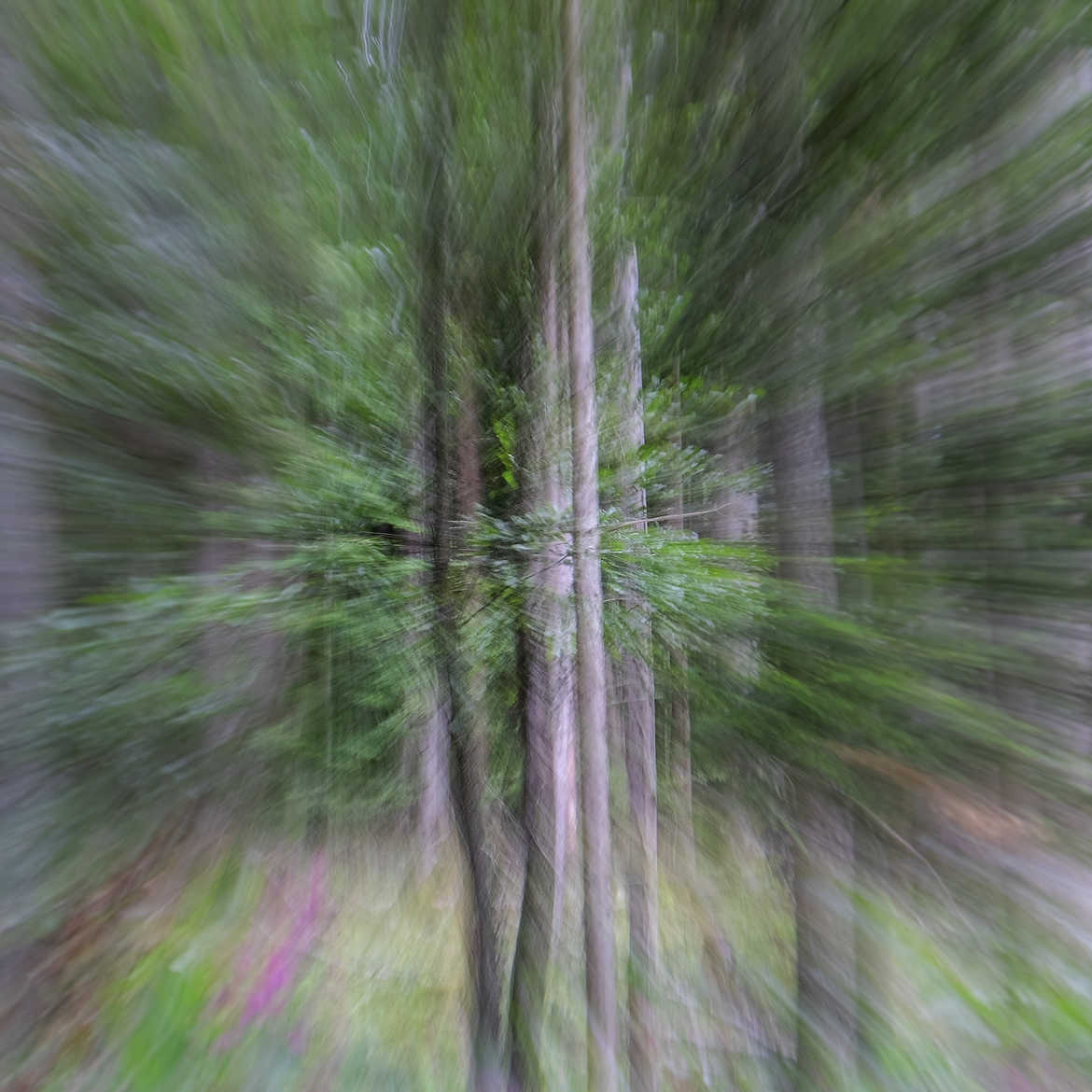 forêt alsacienne