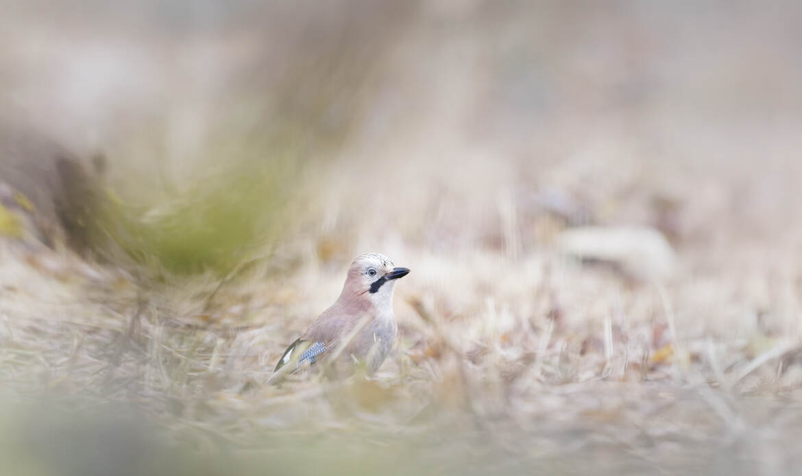 Dans la forêt enchantée