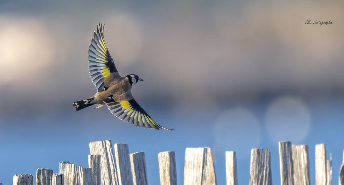 Le Chardonneret élégant (Carduelis carduelis)