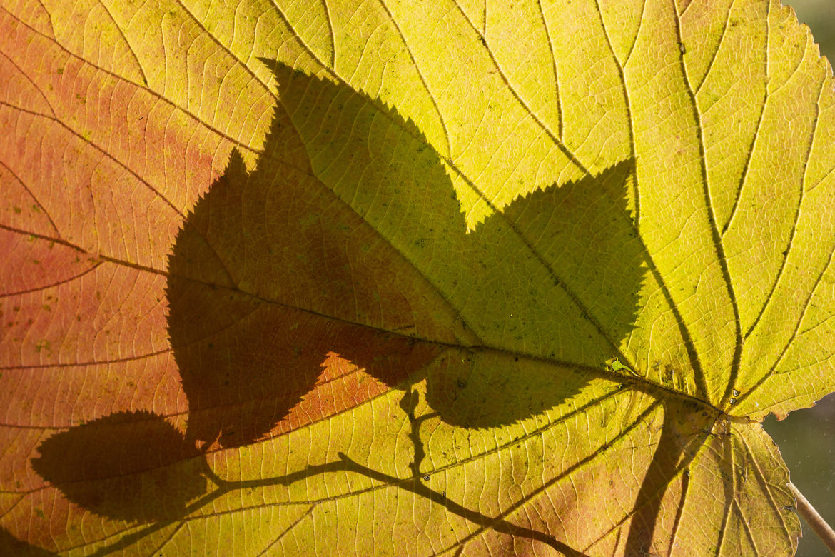 Feuille d'automne