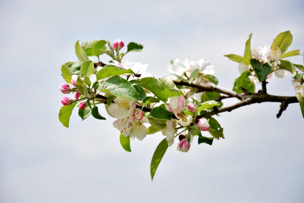 cerisier fleur