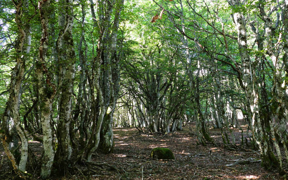 Une forêt extraordinaire VERSION 2