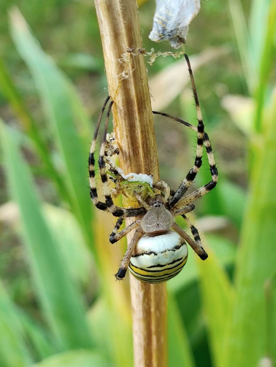 Argiope Frelon