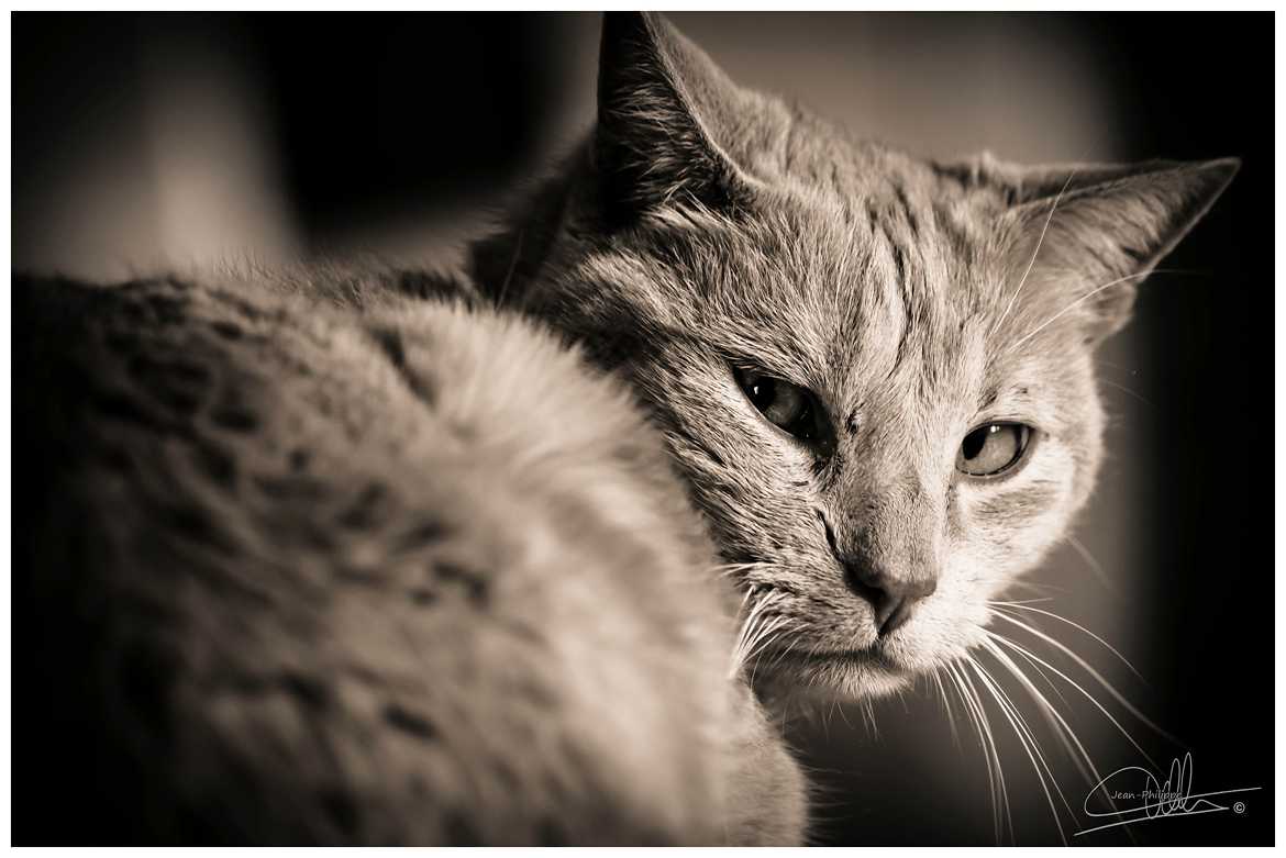 Concours Photo - Animaux Domestiques - Mon chat... par Tibs018