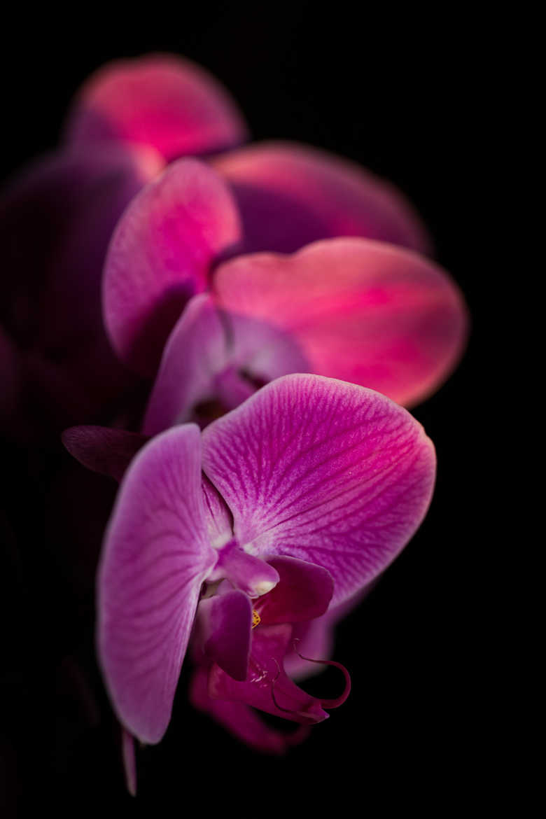 Orchidée forever
