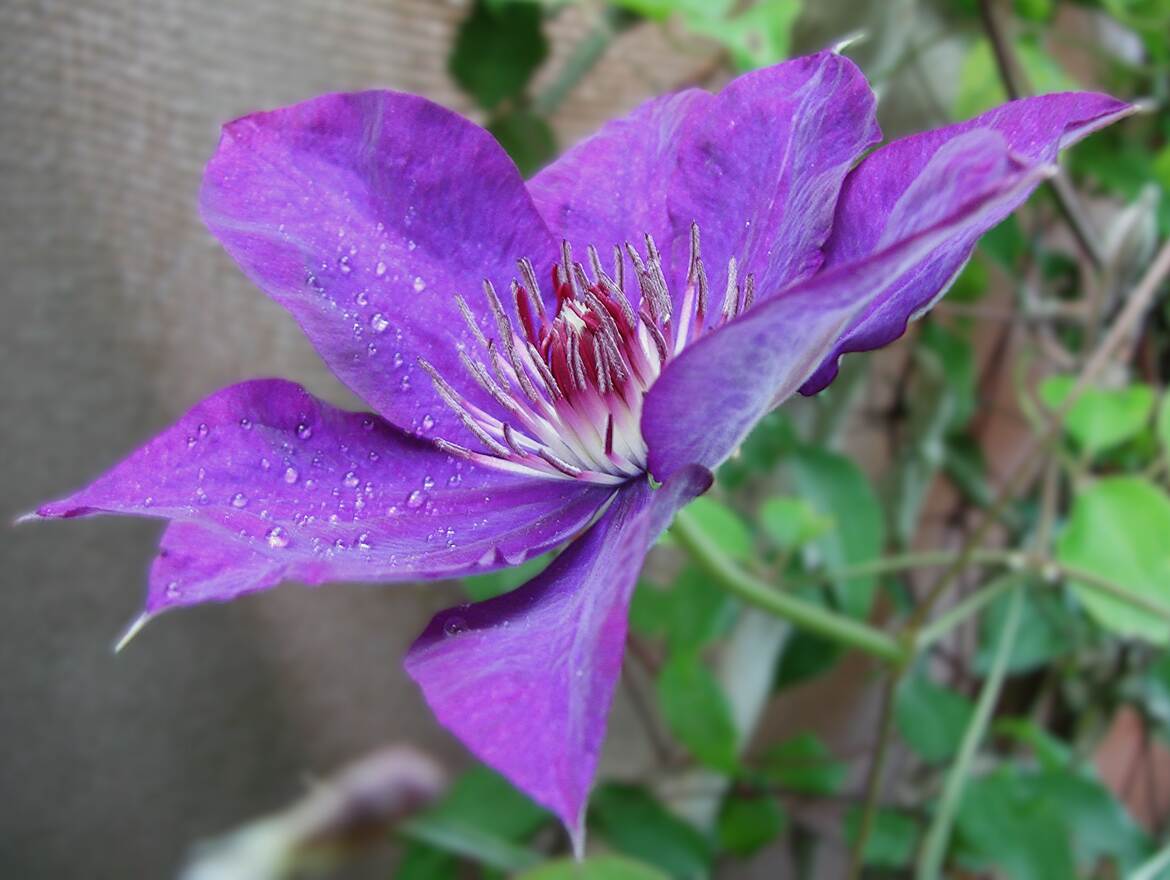 Couleur balconnière 1