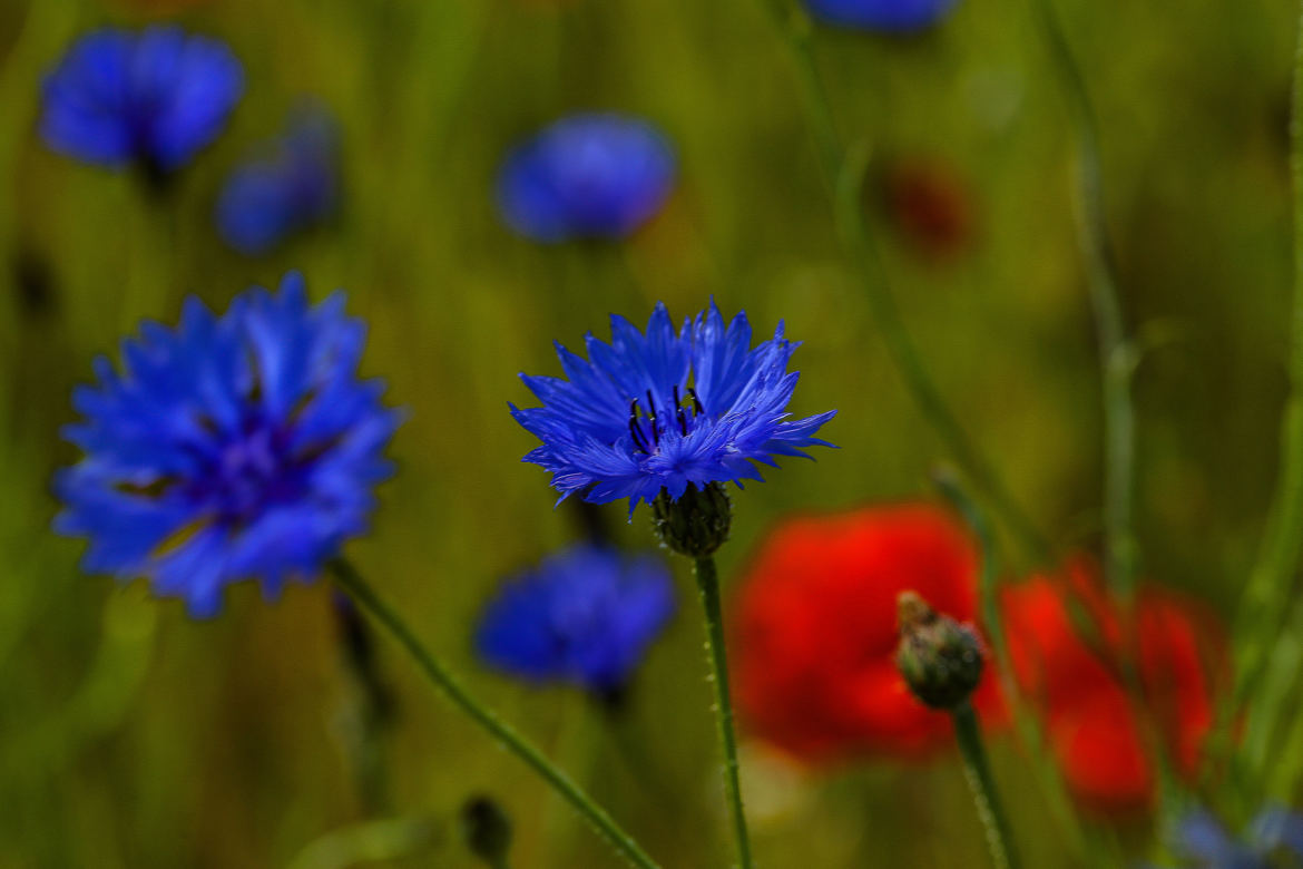 Bleu et rouge