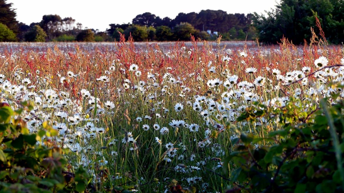 Champ de marguerites