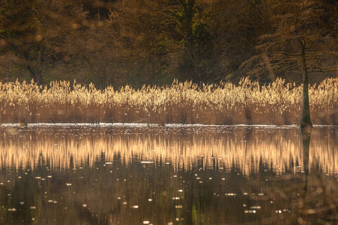 Reflet d hiver 2