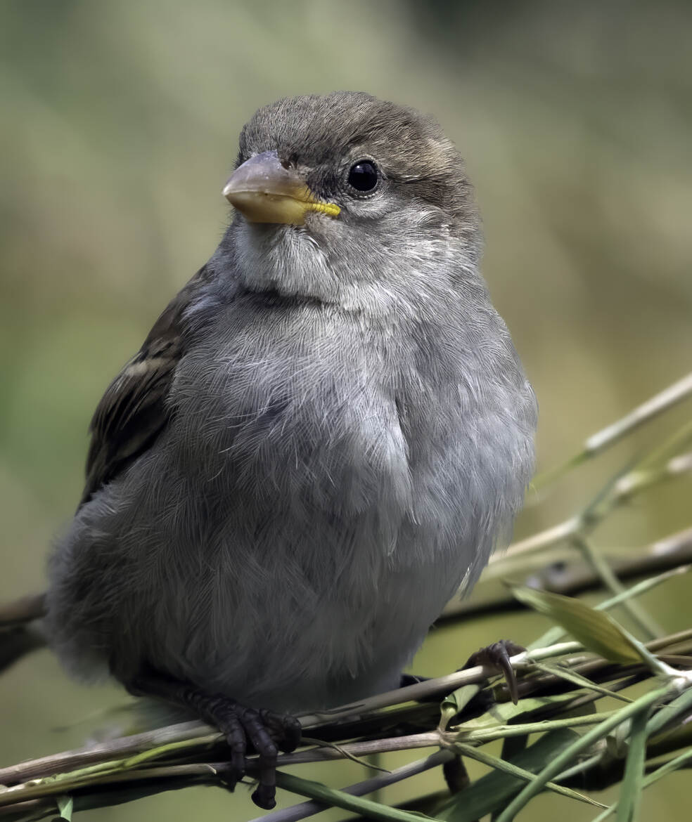 Le Moineau domestique