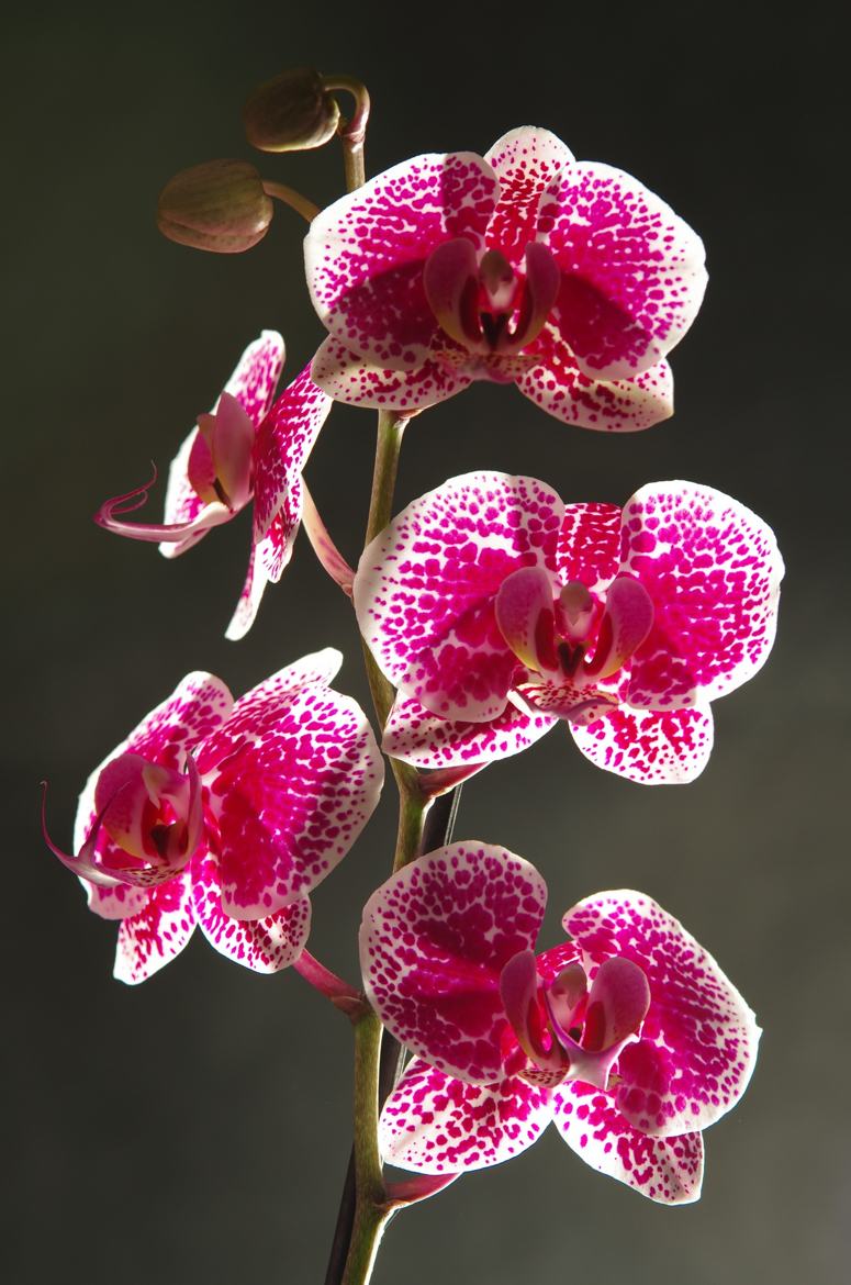 Orchidée