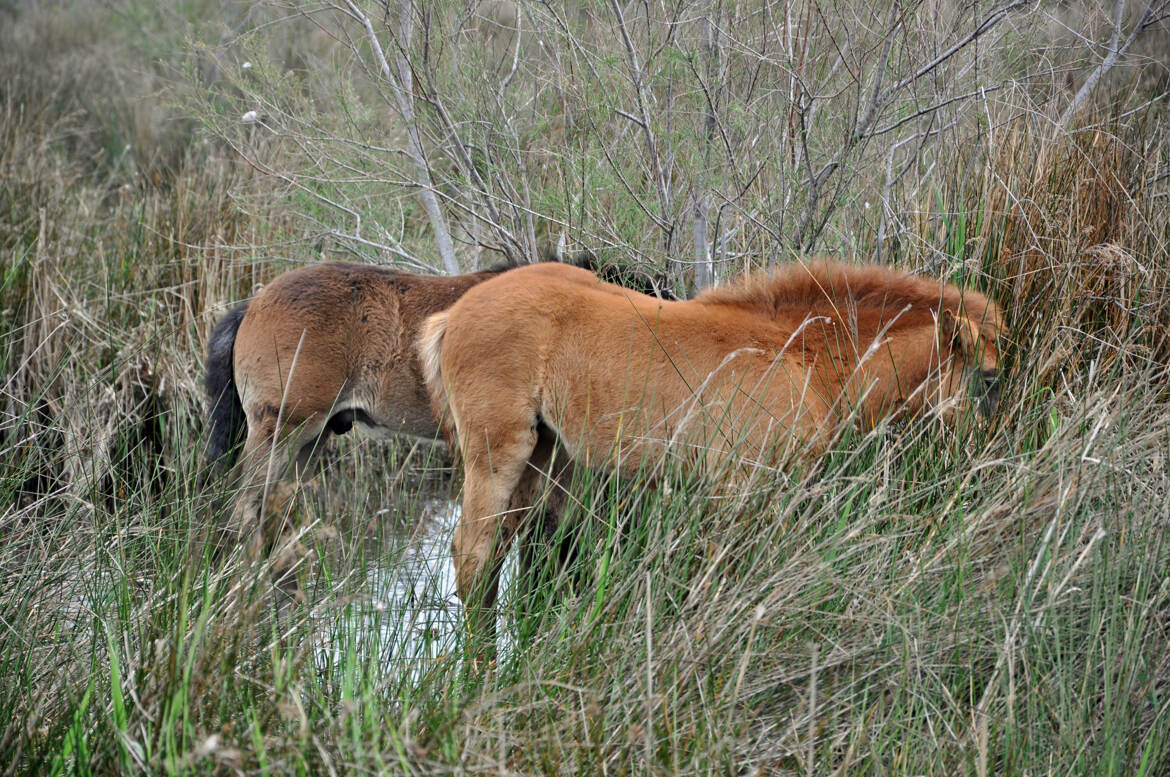 Poulains Camarguais