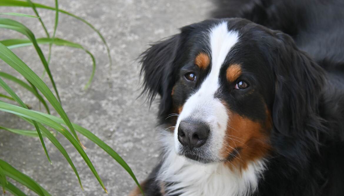 Ma plus belle des fleurs du jardin