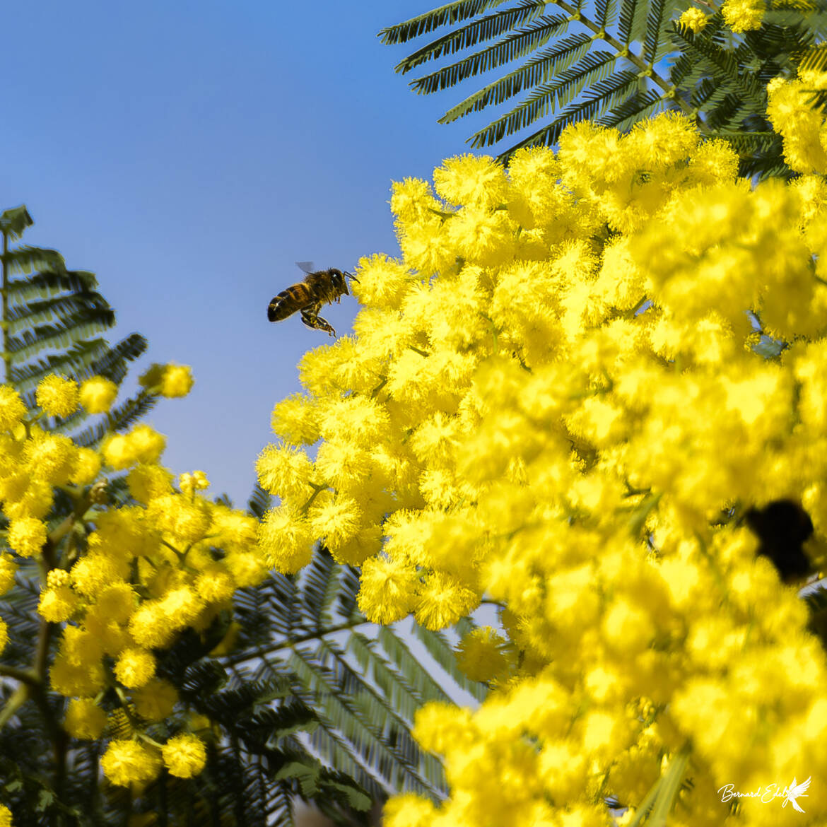 L'abeille et le mimosa