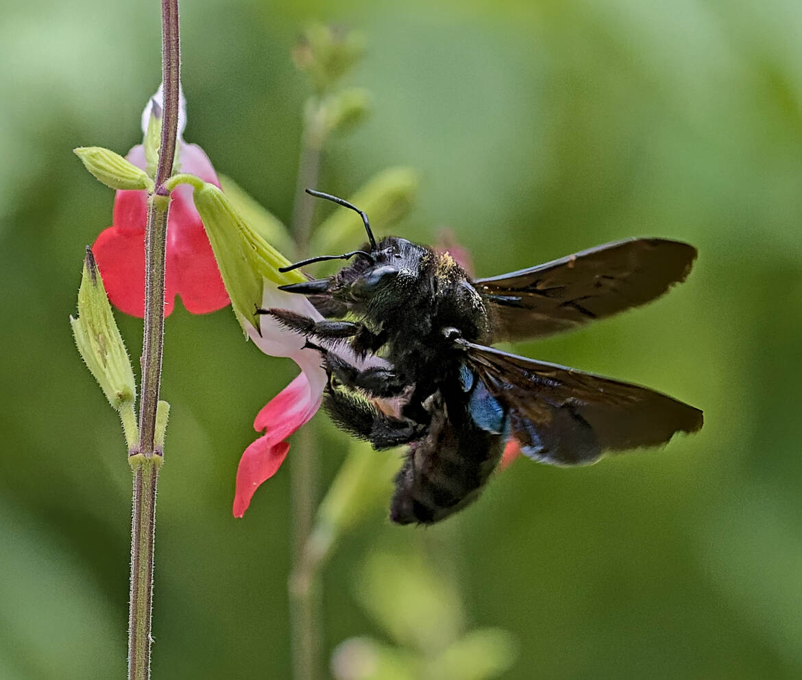 La dame en noir et la sauge